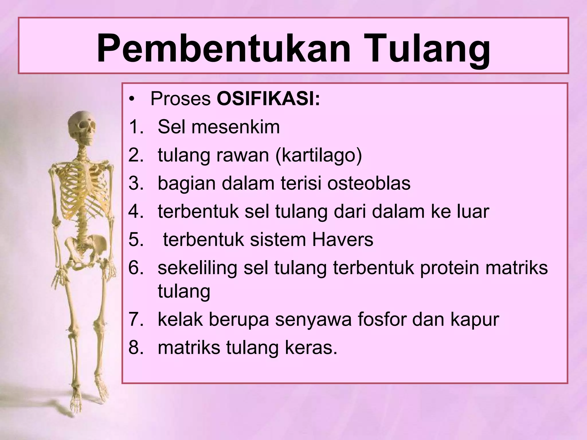 FungsiTulang