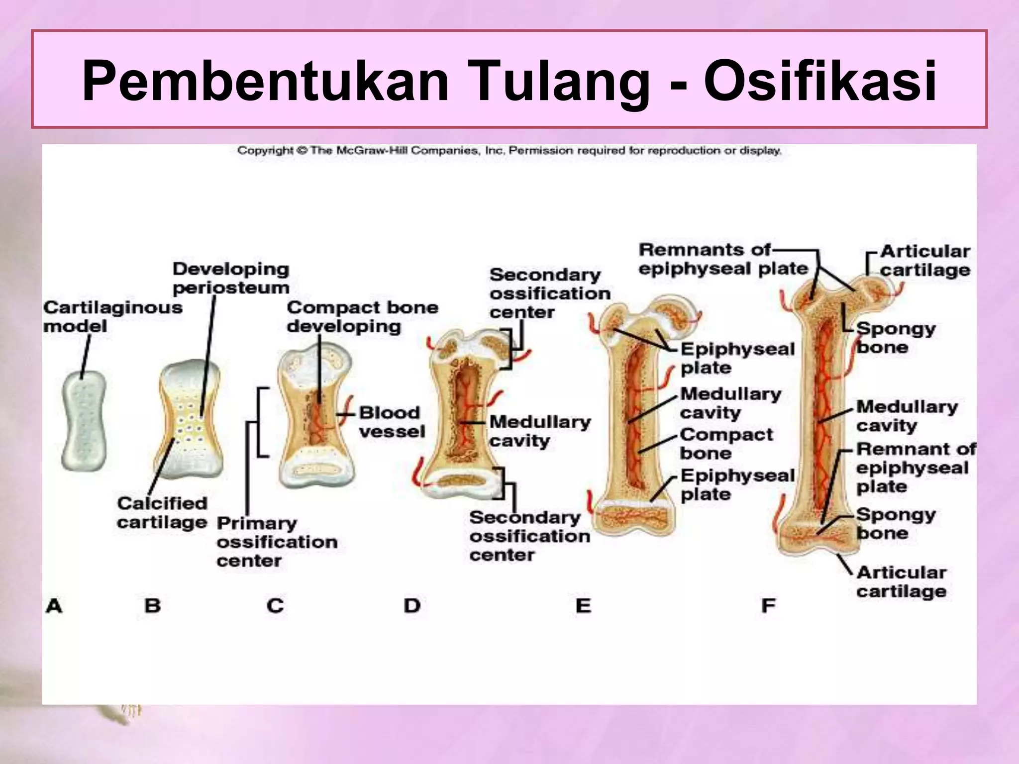 HubunganAntarTulangJENIS TULANGTULANG RAWAN (KARTILAGO)TULANG (OSTEON)