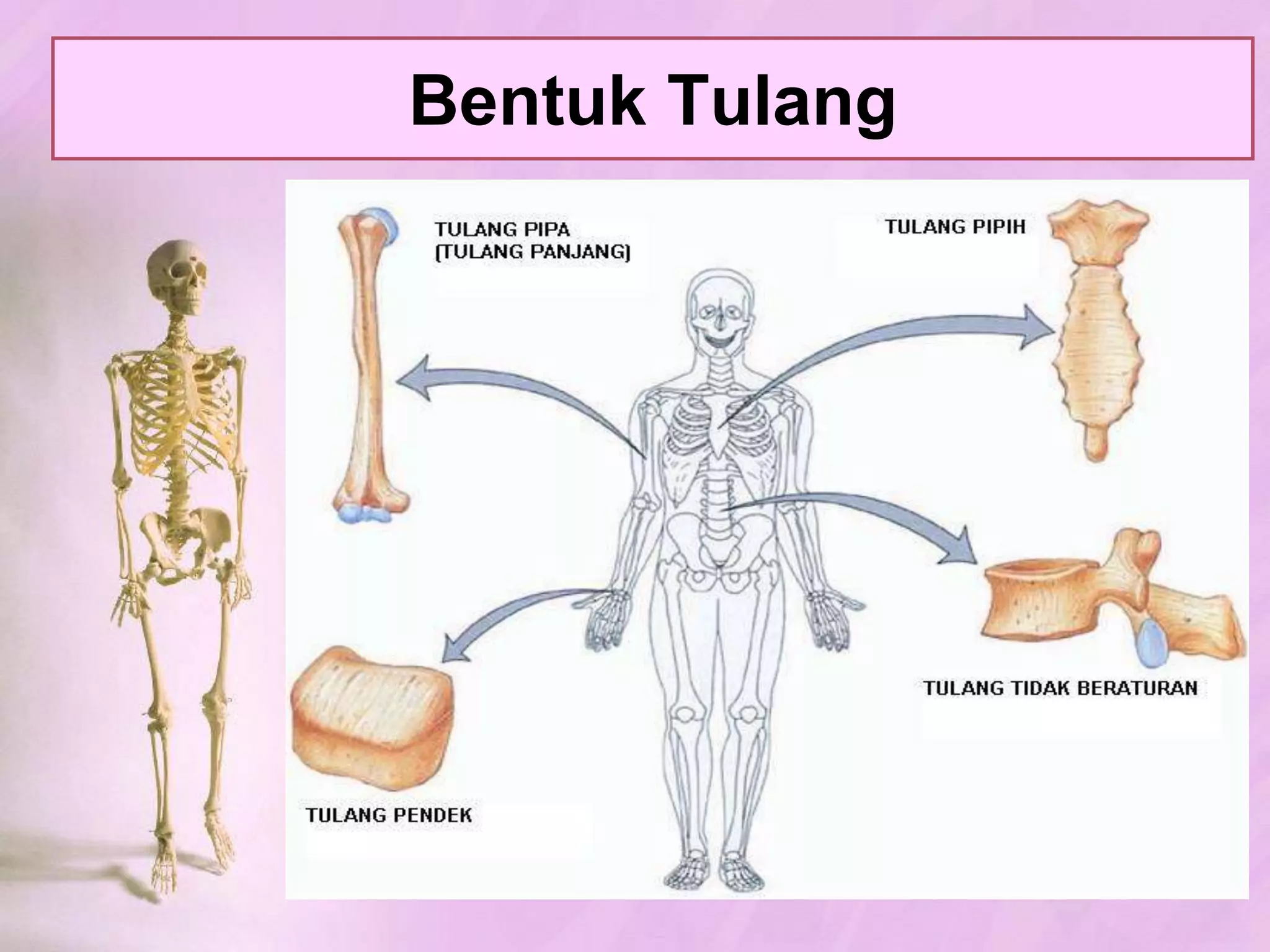 JENIS TULANGTULANG RAWAN (KARTILAGO)TULANG (OSTEON)BersifatlenturPadaanak: banyakmengandungsel; Dewasa: banyakmengandungmatriks.Dibentuk o/ selaputtulangrawan (perikondrium) yang mengandungsel-selpembentuktulangrawan (kondroblas).3 Jenis: tulangrawanhialin, elastis, & serat.Letak: LihatGambar 3.1 hlm. 54.Bersifatkeras.Sbgpenyusunsistemrangka.Bagian2 tulangrawan:Osteblas: seltulangmudaygmembentukosteosit.Osteosit: sel2 tulangdewasa.OsteoprogeneratorOsteoklas