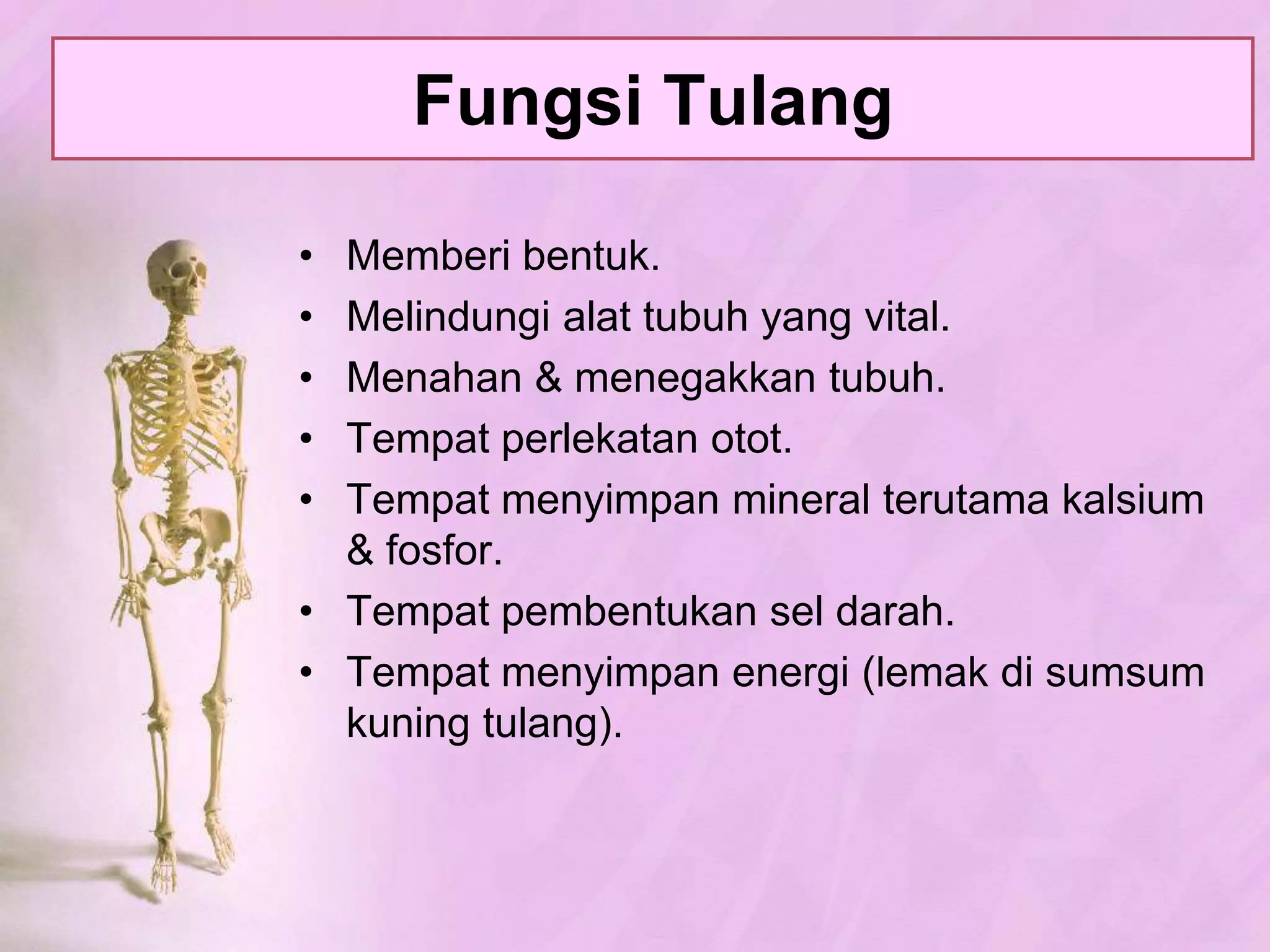 PembentukanTulangProses OSIFIKASI:Selmesenkimtulangrawan (kartilago) bagiandalamterisiosteoblasterbentukseltulangdaridalamkeluarterbentuksistemHaverssekelilingseltulangterbentuk protein matrikstulangkelakberupasenyawafosfordankapurmatrikstulangkeras.
