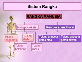 HubunganAntarTulang - ArtikulasiSINARTROSISHubunganantartulang yang tidakmemilikicelahsendi.Tipe: (1) Suture; 	   (2) Sinkondrosis.AMFIARTROSISSendi yang dihubungkanolehkartilago, memungkinkansedikitgerakan.Tipe: (1) Simfisis;     (2) Sindesmosis.