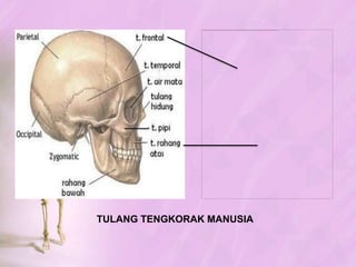HubunganAntarTulang - ArtikulasiDIARTROSISHubunganantartulang yang keduaujungnyatidakdihubungkanolehjaringansehinggatulangdapatdigerakan, disebutsendi.