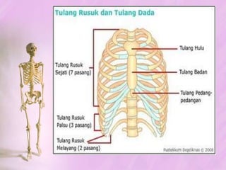SistemRangkaRangkamanusiaRangkaaksialRangkaapendikularTulangdadaTulanganggotagerakatasTulanganggotagerakbawahTulangtengkorakTulangbelakangTulangrusuk