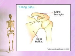 TULANG TENGKORAK MANUSIA