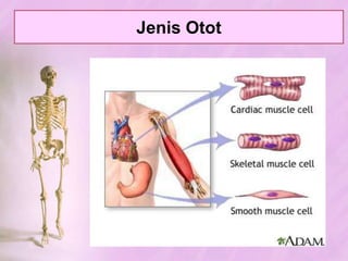 Kelainan & GangguanpadaTulangTulang yang mengalami osteoporosisTulang normalRakhitisSkoliosisFrakturaKifosisLordosis