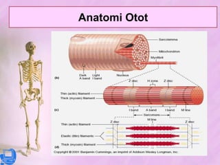 MekanismeKerjaOtot3 KarakterOtotKontraksibilitasKemampuanototuntukmemendek.EkstensibilitasKemampuanototuntukmemanjang.ElastisitasKemampuanototuntukkembalikeukuransemula.