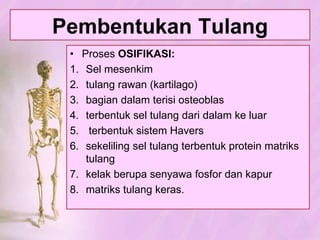 FungsiTulang