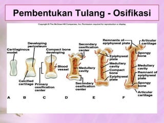 HubunganAntarTulangJENIS TULANGTULANG RAWAN (KARTILAGO)TULANG (OSTEON)