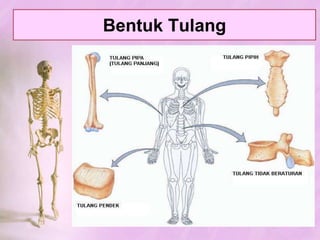 JENIS TULANGTULANG RAWAN (KARTILAGO)TULANG (OSTEON)BersifatlenturPadaanak: banyakmengandungsel; Dewasa: banyakmengandungmatriks.Dibentuk o/ selaputtulangrawan (perikondrium) yang mengandungsel-selpembentuktulangrawan (kondroblas).3 Jenis: tulangrawanhialin, elastis, & serat.Letak: LihatGambar 3.1 hlm. 54.Bersifatkeras.Sbgpenyusunsistemrangka.Bagian2 tulangrawan:Osteblas: seltulangmudaygmembentukosteosit.Osteosit: sel2 tulangdewasa.OsteoprogeneratorOsteoklas