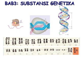 BAB3: SUBSTANSI GENETIKABAB3: SUBSTANSI GENETIKA
 