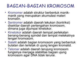 BAGIAN-BAGIAN KROMOSOM
• Kromomer adalah struktur berbentuk manik-
manik yang merupakan akumulasi materi
kromatin.
• Sentromer adalah daerah lekukan (kontriksi)
disekitar daerah pertengahan kromosom,
dimana juga dijumpai kinetokor.
• Kinetokor adalah daerah tempat perlekatan
benang-benang spindel dan tempat melekatnya
lengan kromosom.
• Satelit adalah bagian kromosom yang berbentuk
bulatan dan terletak di ujung lengan kromatid.
• Telomer adalah daerah terujung kromosom
fungsinya menjaga stabilitas bagian ujung
kromosom agar DNA tidak terurai.
 