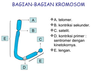 BAGIAN-BAGIAN KROMOSOM
A. telomer.
B. kontriksi sekunder.
C. satelit.
D. kontriksi primer :
sentromer dengan
kinetokornya.
E. lengan.
A
B
C
D
E
E
 