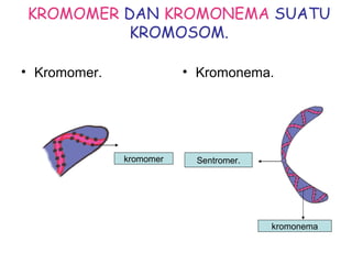 KROMOMER DAN KROMONEMA SUATU
KROMOSOM.
• Kromomer. • Kromonema.
kromomer Sentromer.
kromonema
 