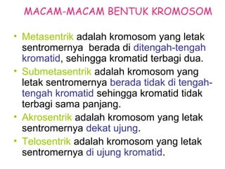 MACAM-MACAM BENTUK KROMOSOM
• Metasentrik adalah kromosom yang letak
sentromernya berada di ditengah-tengah
kromatid, sehingga kromatid terbagi dua.
• Submetasentrik adalah kromosom yang
letak sentromernya berada tidak di tengah-
tengah kromatid sehingga kromatid tidak
terbagi sama panjang.
• Akrosentrik adalah kromosom yang letak
sentromernya dekat ujung.
• Telosentrik adalah kromosom yang letak
sentromernya di ujung kromatid.
 
