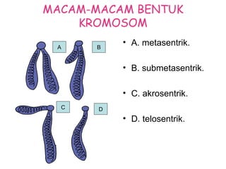 MACAM-MACAM BENTUK
KROMOSOM
• A. metasentrik.
• B. submetasentrik.
• C. akrosentrik.
• D. telosentrik.
A
D
B
C
 