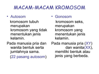 MACAM-MACAM KROMOSOM
• Autosom
kromosom tubuh
merupakan
kromosom yang tidak
menentukan jenis
kelamin.
Pada manusia pria dan
wanita bentuk serta
jumlahnya sama.
(22 pasang autosom)
• Gonosom
kromosom seks,
merupakan
kromosom yang
menentukan jenis
kelamin.
Pada manusia pria (XY)
dan wanita(XX),
memiliki bentuk atau
jenis yang berbeda.
 