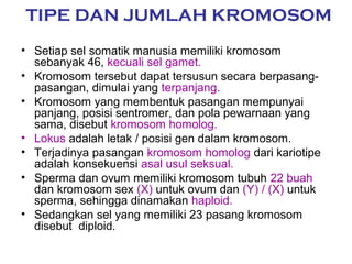 TIPE DAN JUMLAH KROMOSOM
• Setiap sel somatik manusia memiliki kromosom
sebanyak 46, kecuali sel gamet.
• Kromosom tersebut dapat tersusun secara berpasang-
pasangan, dimulai yang terpanjang.
• Kromosom yang membentuk pasangan mempunyai
panjang, posisi sentromer, dan pola pewarnaan yang
sama, disebut kromosom homolog.
• Lokus adalah letak / posisi gen dalam kromosom.
• Terjadinya pasangan kromosom homolog dari kariotipe
adalah konsekuensi asal usul seksual.
• Sperma dan ovum memiliki kromosom tubuh 22 buah
dan kromosom sex (X) untuk ovum dan (Y) / (X) untuk
sperma, sehingga dinamakan haploid.
• Sedangkan sel yang memiliki 23 pasang kromosom
disebut diploid.
 
