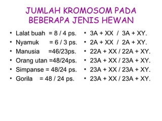 JUMLAH KROMOSOM PADA
BEBERAPA JENIS HEWAN
• Lalat buah = 8 / 4 ps.
• Nyamuk = 6 / 3 ps.
• Manusia =46/23ps.
• Orang utan =48/24ps.
• Simpanse = 48/24 ps.
• Gorila = 48 / 24 ps.
• 3A + XX / 3A + XY.
• 2A + XX / 2A + XY.
• 22A + XX / 22A + XY.
• 23A + XX / 23A + XY.
• 23A + XX / 23A + XY.
• 23A + XX / 23A + XY.
 