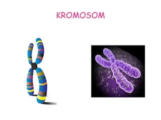 KROMOSOM
 