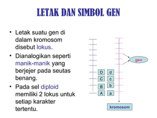 LETAK DAN SIMBOL GEN
• Letak suatu gen di
dalam kromosom
disebut lokus.
• Dianalogikan seperti
manik-manik yang
berjejer pada seutas
benang.
• Pada sel diploid
memiliki 2 lokus untuk
setiap karakter
tertentu.
D
C
B
A
d
b
c
a
kromosom
gen
 