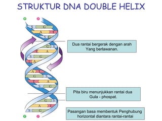STRUKTUR DNA DOUBLE HELIX
Pita biru menunjukkan rantai dua
Gula - phospat.
Pasangan basa membentuk Penghubung
horizontal diantara rantai-rantai
Dua rantai bergerak dengan arah
Yang berlawanan.
 