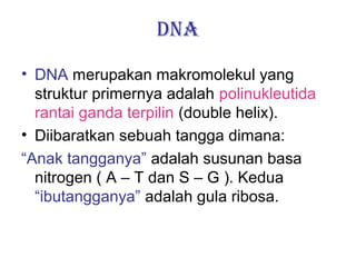DNA
• DNA merupakan makromolekul yang
struktur primernya adalah polinukleutida
rantai ganda terpilin (double helix).
• Diibaratkan sebuah tangga dimana:
“Anak tangganya” adalah susunan basa
nitrogen ( A – T dan S – G ). Kedua
“ibutangganya” adalah gula ribosa.
 
