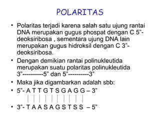 POLARITAS
• Polaritas terjadi karena salah satu ujung rantai
DNA merupakan gugus phospat dengan C 5”-
deoksiribosa , sementara ujung DNA lain
merupakan gugus hidroksil dengan C 3”-
deoksiribosa.
• Dengan demikian rantai polinukleutida
merupakan suatu polaritas polinukleutida
3”----------5” dan 5”----------3”
• Maka jika digambarkan adalah sbb:
• 5”- A T T G T S G A G G – 3”
• 3”- T A A S A G S T S S – 5”
 