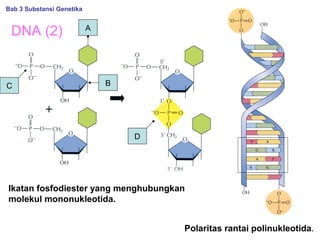 DNA (2)
Ikatan fosfodiester yang menghubungkan
molekul mononukleotida.
Polaritas rantai polinukleotida.
Bab 3 Substansi Genetika
D
A
BC
 