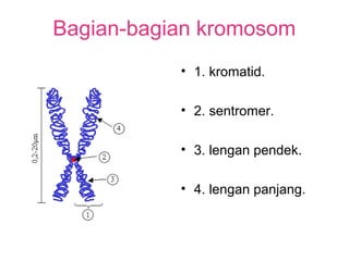 Bagian-bagian kromosom
• 1. kromatid.
• 2. sentromer.
• 3. lengan pendek.
• 4. lengan panjang.
 