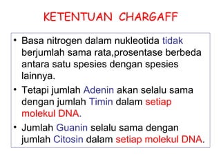 KETENTUAN CHARGAFF
• Basa nitrogen dalam nukleotida tidak
berjumlah sama rata,prosentase berbeda
antara satu spesies dengan spesies
lainnya.
• Tetapi jumlah Adenin akan selalu sama
dengan jumlah Timin dalam setiap
molekul DNA.
• Jumlah Guanin selalu sama dengan
jumlah Citosin dalam setiap molekul DNA.
 