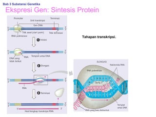 Ekspresi Gen: Sintesis Protein
Tahapan transkripsi.
Bab 3 Substansi Genetika
 