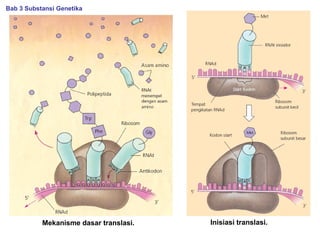 Mekanisme dasar translasi. Inisiasi translasi.
Bab 3 Substansi Genetika
 