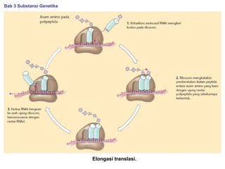 Elongasi translasi.
Bab 3 Substansi Genetika
 