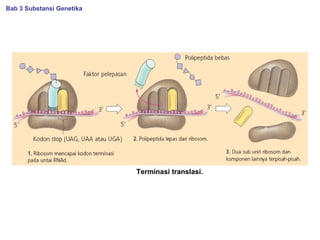 Terminasi translasi.
Bab 3 Substansi Genetika
 