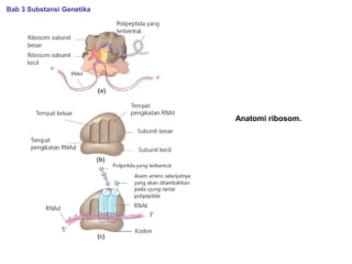 Anatomi ribosom.
Bab 3 Substansi Genetika
 