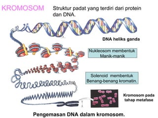 KROMOSOM
Pengemasan DNA dalam kromosom.
DNA heliks ganda
Kromosom pada
tahap metafase
Struktur padat yang terdiri dari protein
dan DNA.
Nukleosom membentuk
Manik-manik
Solenoid membentuk
Benang-benang kromatin.
 