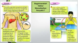 Bagaimanakah
Vektor
Menyebarkan
Penyakit ?
 