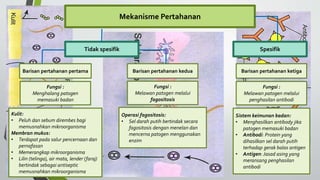 Mekanisme Pertahanan
Tidak spesifik
Barisan pertahanan pertama
Spesifik
Barisan pertahanan kedua Barisan pertahanan ketiga
Fungsi :
Menghalang patogen
memasuki badan
Fungsi :
Melawan patogen melalui
fagositosis
Fungsi :
Melawan patogen melalui
penghasilan antibodi
Kulit:
• Peluh dan sebum dirembes bagi
memusnahkan mikroorganisma
Membran mukus:
• Terdapat pada salur pencernaan dan
pernafasan
• Memerangkap mikroorganisma
• Lilin (telinga), air mata, lender (faraj)
bertindak sebagai antiseptic
memusnahkan mikroorganisma
Operasi fagositosis:
• Sel darah putih bertindak secara
fagositosis dengan menelan dan
mencerna patogen menggunakan
enzim
Sistem keimunan badan:
• Menghasilkan antibody jika
patogen memasuki badan
• Antibodi: Protein yang
dihasilkan sel darah putih
terhadap gerak balas antigen
• Antigen: Jasad asing yang
meransang penghasilan
antibodi
 
