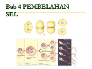 Bab 4 PEMBELAHANBab 4 PEMBELAHAN
SELSEL
 