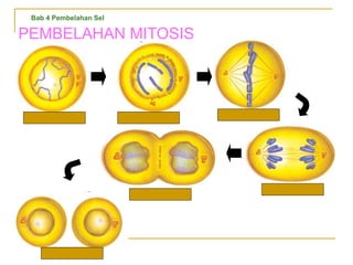PEMBELAHAN MITOSIS
Profase awal Profase akhir Metafase
Anafase
Telofase akhir
Telofase awal
Bab 4 Pembelahan Sel
 