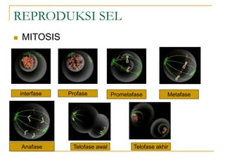 REPRODUKSI SEL
 MITOSIS
interfase
Telofase awal
Profase Prometafase Metafase
Telofase akhir
Anafase
 