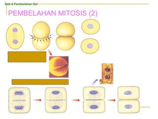 Sitokinesis pada sel tumbuhan.
Sitokinesis pada sel
hewan.
Bab 4 Pembelahan Sel
PEMBELAHAN MITOSIS (2)
 