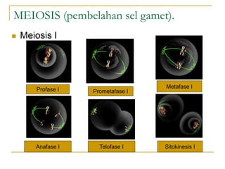 MEIOSIS (pembelahan sel gamet).
 Meiosis I
Prometafase I
Anafase I Telofase I Sitokinesis I
Profase I Metafase I
 