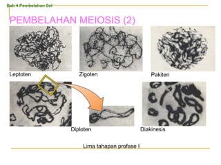 Lima tahapan profase I
Leptoten
Diakinesis
Diploten
Pakiten
Zigoten
Bab 4 Pembelahan Sel
PEMBELAHAN MEIOSIS (2)
 