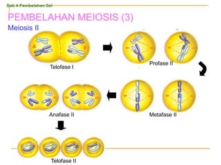 Meiosis II
Profase II
Telofase I
Metafase II
Anafase II
Telofase II
Bab 4 Pembelahan Sel
PEMBELAHAN MEIOSIS (3)
 