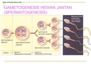 GAMETOGENESIS HEWAN JANTAN
(SPERMATOGENESIS)
Bab 4 Pembelahan Sel
 