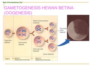 GAMETOGENESIS HEWAN BETINA
(OOGENESIS)
Bab 4 Pembelahan Sel
 