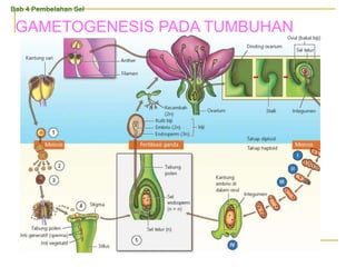 GAMETOGENESIS PADA TUMBUHAN
Bab 4 Pembelahan Sel
 