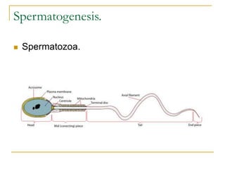 Spermatogenesis.
 Spermatozoa.
 