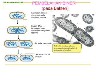 PEMBELAHAN BINER
(pada Bakteri)
Kromosom bakteri
menempel pada
membran plasma
Bagian DNA
kromosom yang
menempel mengalami
replikasi
Sel mulai membelah
Terbentuk dua sel
anakan
Bab 4 Pembelahan Sel
 